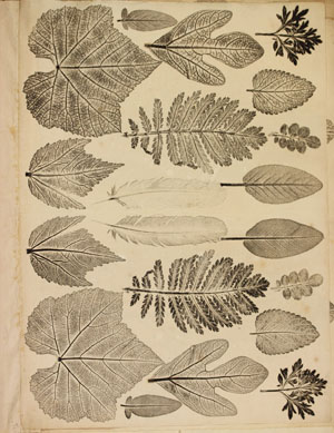 Joseph Breintnall. [Selection of Nature Prints of Leaves], Philadelphia, 1731-1744. Gift of Mrs. Joseph Breintnall. 