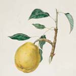Alfred Hoffy, “No. 2. The Moyamensing Pear.” Hand-colored crayon lithograph in The American Pomologist: Containing Finely Colored Drawings, Accompanied by Letter-Press Descriptions of Fruits of American Origin (Philadelphia:  Published by A. Hoffy, 1851).  