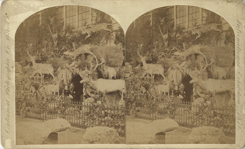 Centennial Photographic Company, [Mrs. Maxwell’s Rocky Mountain Exhibition], albumen print stereograph, 1876. Martha Maxwell, sitting at the cave entrance, is almost invisible among the abundance of wildlife.