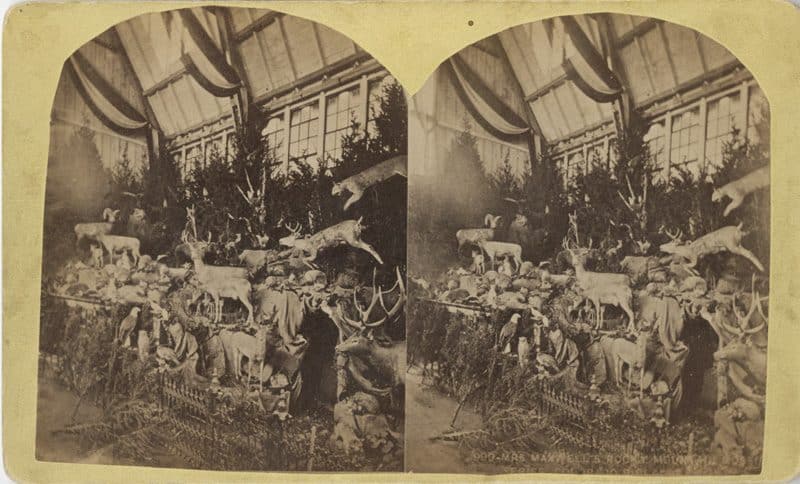 [Centennial Photographic Company], 999. Mrs. Maxwell’s Rocky Mountain Series, albumen print stereograph, 1876.