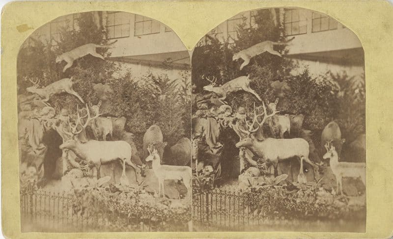 [Centennial Photographic Company], [Mrs. Maxwell’s Rocky Mountain Exhibition], albumen print stereograph, 1876.