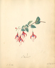 "Fuchsias," by the African American educator and antislavery activist Sarah Mapps-Douglass, personal album of Mary Anne Dickerson.