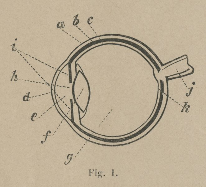 Diagram of an eye from Spectropia.