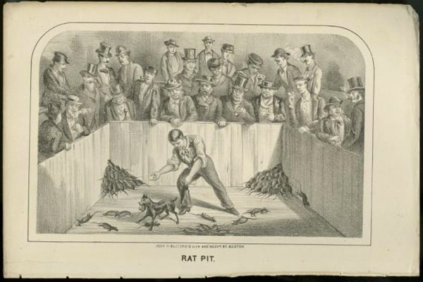 Black and white print with the label "Rat Pit." A group of men surround a pit and watch a dog chase rats. The dog holds one rat in its mouth. A man stands in the pit with the dog.