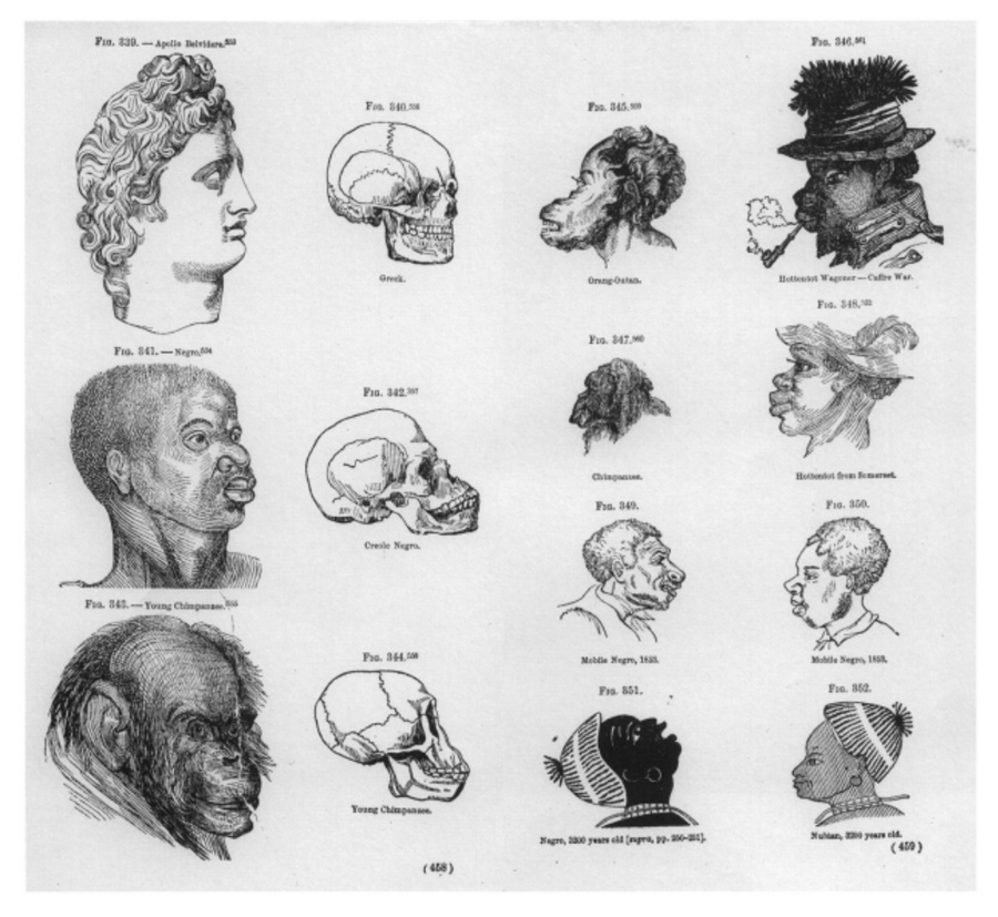 drawings of human and animal skulls