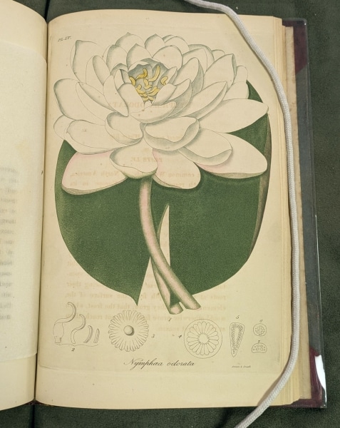 Photograph of color illustration of water lily from Bigelow's American Medical Botany