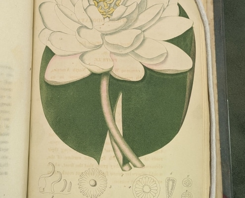 Photograph of color illustration of water lily from Bigelow's American Medical Botany