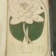 Photograph of color illustration of water lily from Bigelow's American Medical Botany