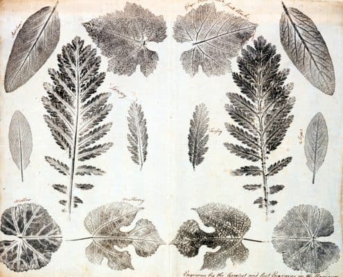 Joseph Breintnall, Nature Prints of Leaves, 1731-1744. Leaf print.