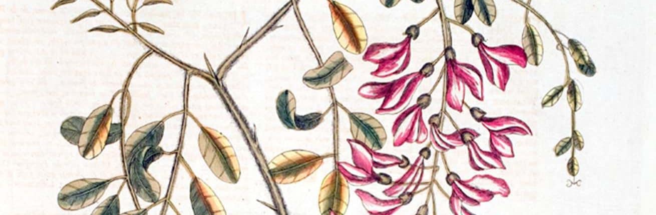 Detail of Watercolor of a plant with small, oval leaves and pink blossoms.