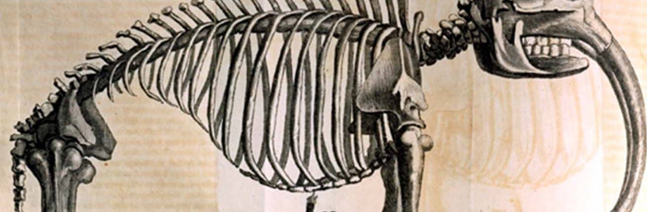 Detail of print of mammoth skeleton with curved down tusks