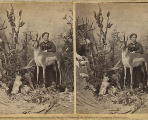 [William Chamberlain, photographer] Mrs. M. A. Maxwell’s Rocky Mountain Museum, albumen print stereograph, 1875. In this stereograph, Martha Maxwell poses with her specimens at her Boulder museum.