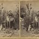 [William Chamberlain, photographer] Mrs. M. A. Maxwell’s Rocky Mountain Museum, albumen print stereograph, 1875. In this stereograph, Martha Maxwell poses with her specimens at her Boulder museum.