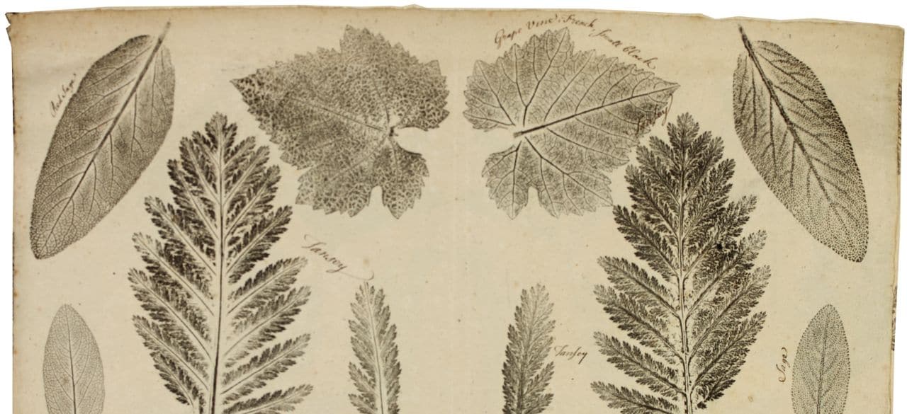 Print of different kinds of leaves with handwritten annotations
