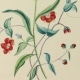 Painting of forget-me-not by Sarah Mapps Douglass, with logo for Historical Happy Hour overlaid