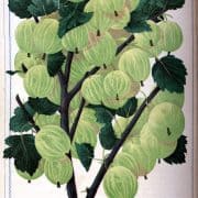 Chromolithographed catalog illustration showing Smith’s Improved New American gooseberry. D. M. (Dellon Marcus), Dewey, Illustrated Descriptive Catalogue of Fruit and Ornamental Trees, Grape Vines, Small Fruits, Shrubs, Plants, Roses, etc. ([Rochester, N.Y., 1872?]).
