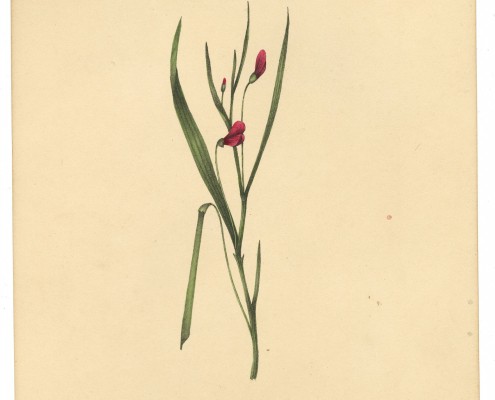 Hand-colored lithograph depicting diadelphia in flower, from Botanical Specimens (Liverpool, 1828).