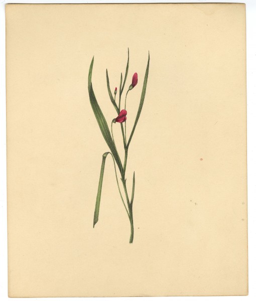 Hand-colored lithograph depicting diadelphia in flower, from Botanical Specimens (Liverpool, 1828).