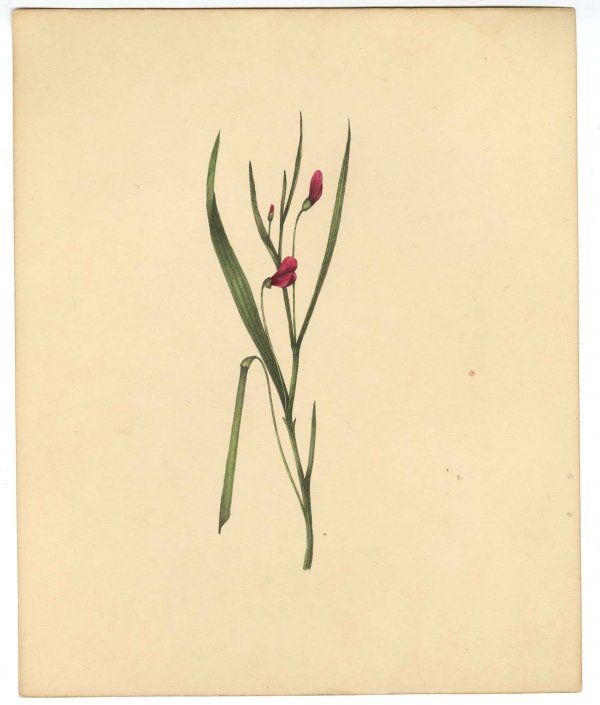 il-bota-13243-q-17 Hand-colored lithograph depicting diadelphia in flower, from Botanical Specimens (Liverpool, 1828).