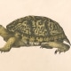 Illustration of turtle