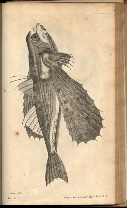 lwing-w2877-437-f-tab-s6 Illustration from Willughby, Francis. De Historia Piscium Libri Quatuor. Oxford: Sheldonian Theatre, 1686.