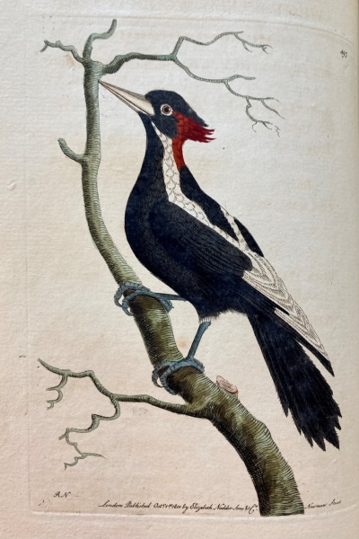 White-Billed Woodpecker
